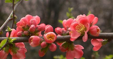 海棠花 象徵|海棠花（海棠花语及象征意义解读）